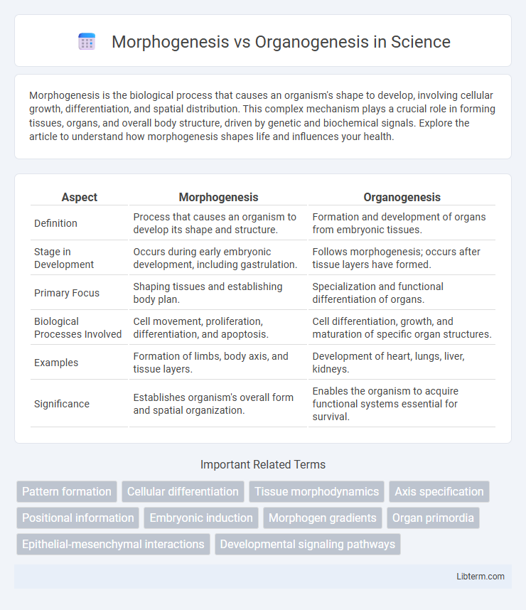 Organogenesis vs Morphogenesis in Science - What is The Difference?