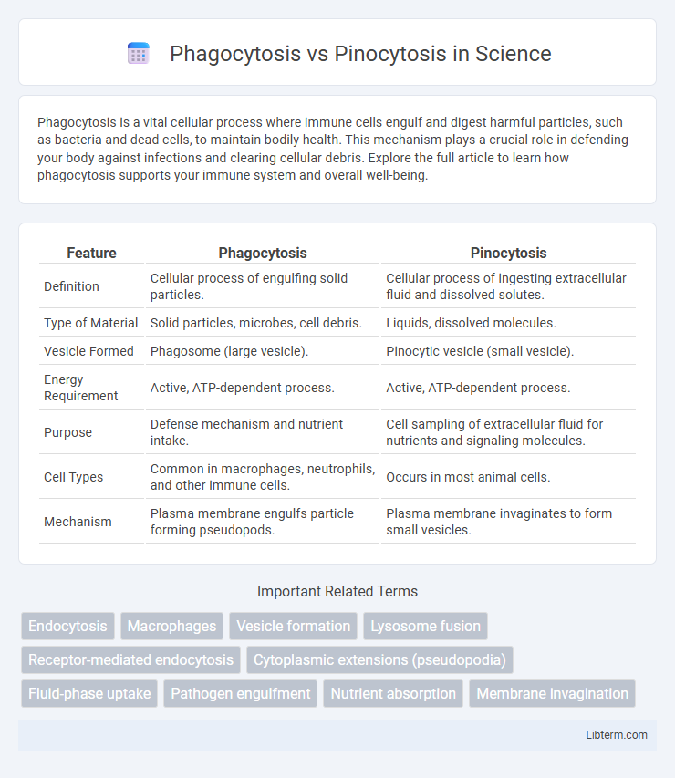 Pinocytosis vs Phagocytosis in Science - What is The Difference?