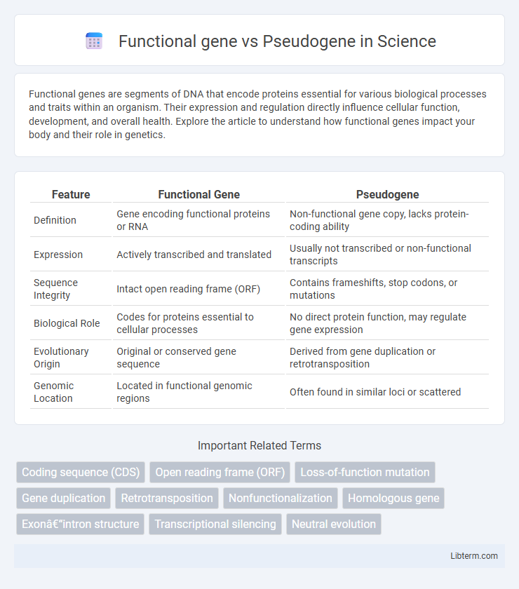 Pseudogene vs Functional gene in Science - What is The Difference?