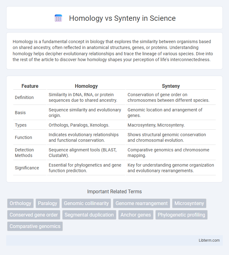 Synteny vs Homology in Science - What is The Difference?