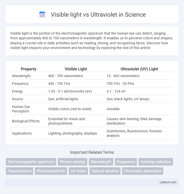 Ultraviolet vs Visible light in Science - What is The Difference?