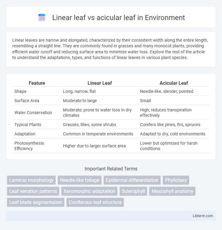 acicular leaf vs Linear leaf in Environment - What is The Difference?