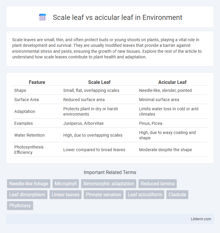 acicular leaf vs Scale leaf in Environment - What is The Difference?