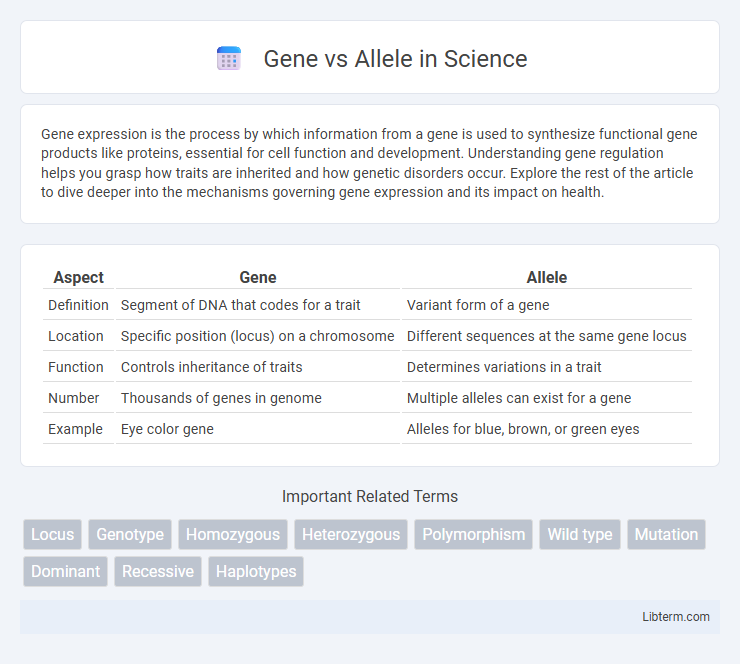 Allele vs Gene in Science - What is The Difference?