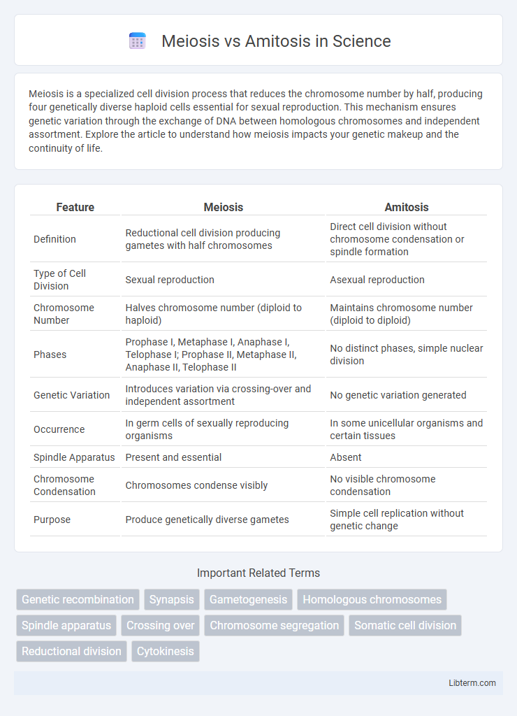 Amitosis vs Meiosis in Science - What is The Difference?