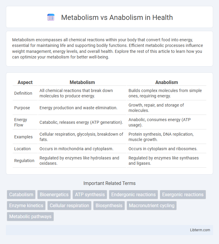 Anabolism vs Metabolism in Health - What is The Difference?