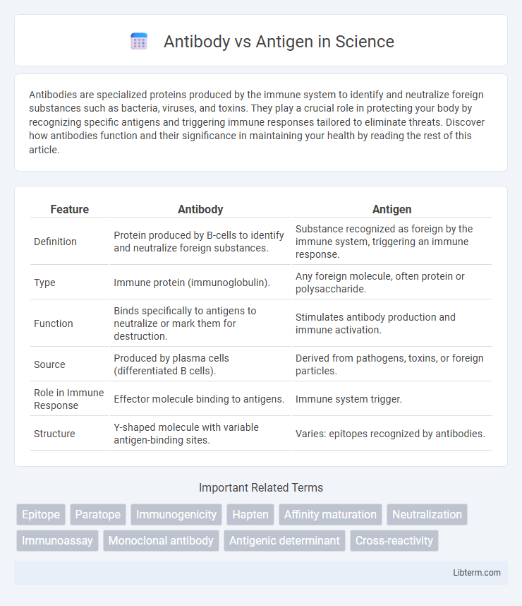 Antigen vs Antibody in Science - What is The Difference?