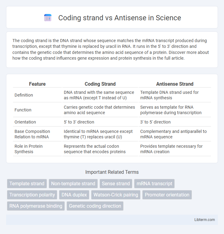 Antisense vs Coding strand in Science - What is The Difference?