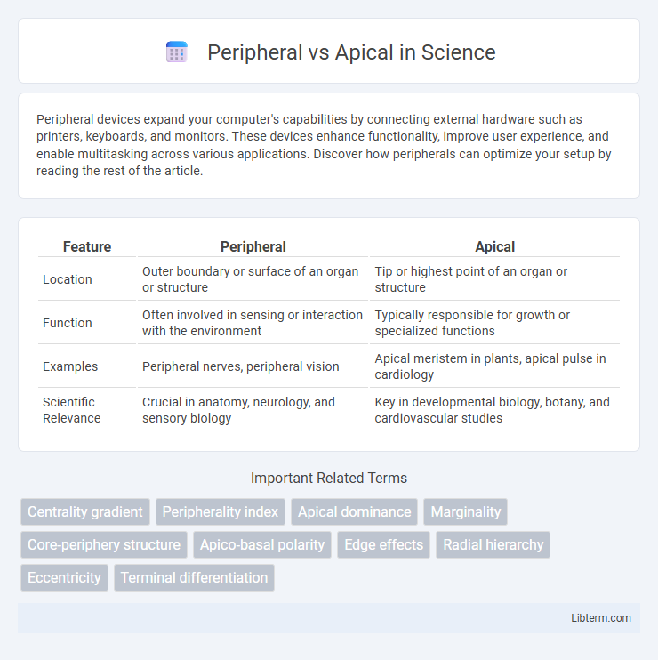 Apical vs Peripheral in Science - What is The Difference?