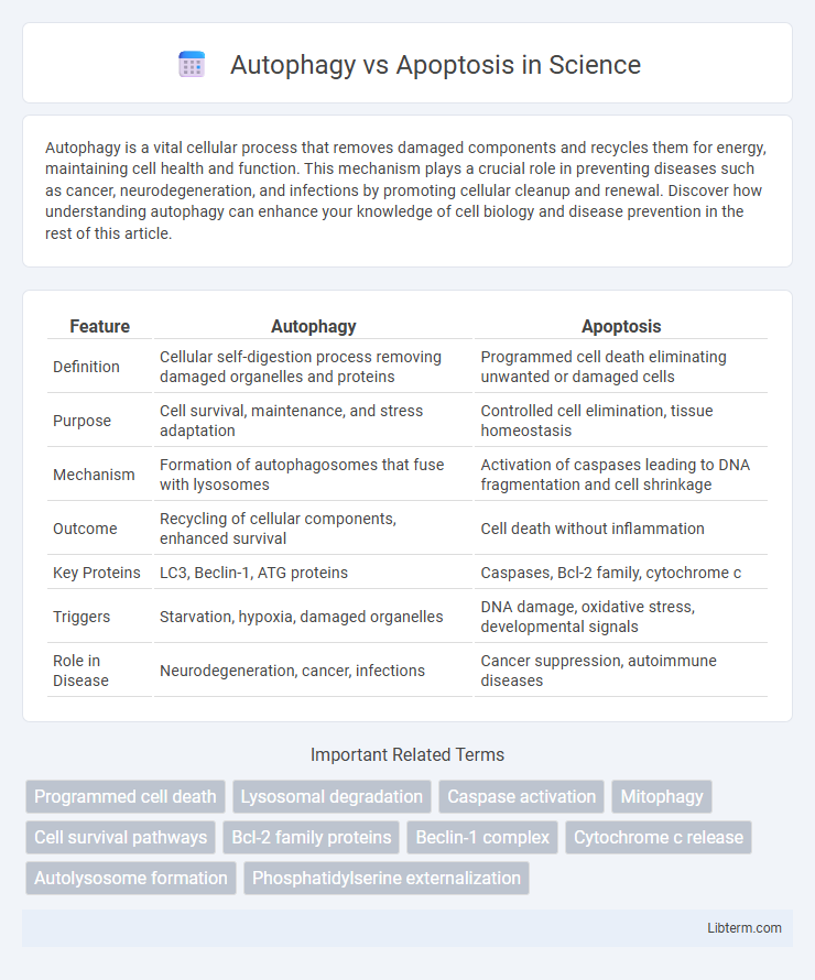 Apoptosis vs Autophagy in Science - What is The Difference?