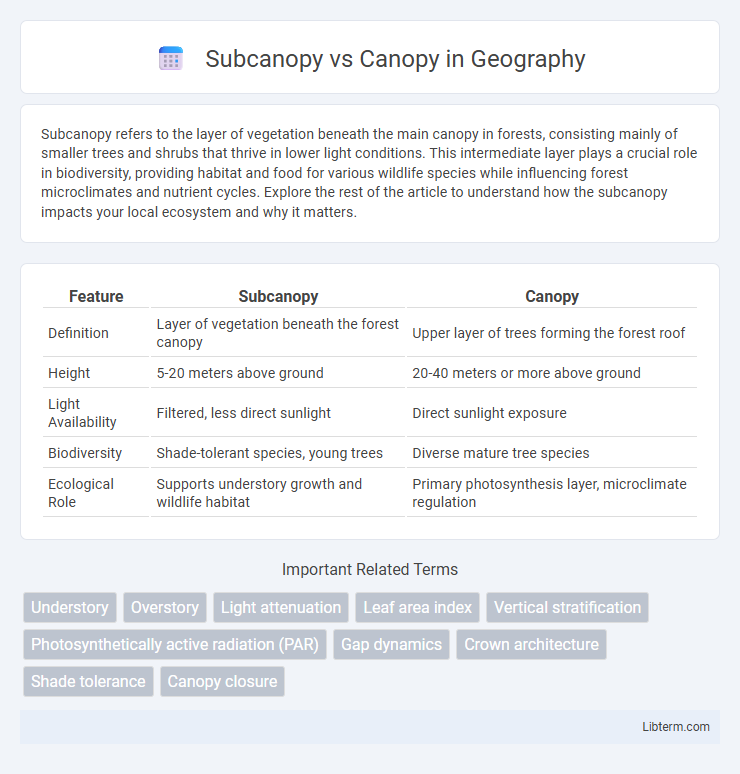 Canopy vs Subcanopy in Geography - What is The Difference?
