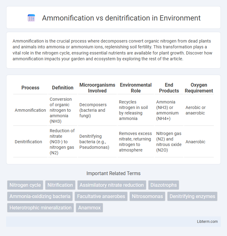 denitrification vs Ammonification in Environment - What is The Difference?
