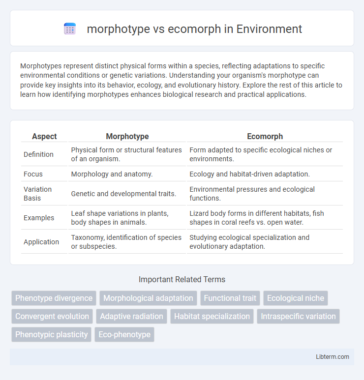 ecomorph vs morphotype in Environment - What is The Difference?