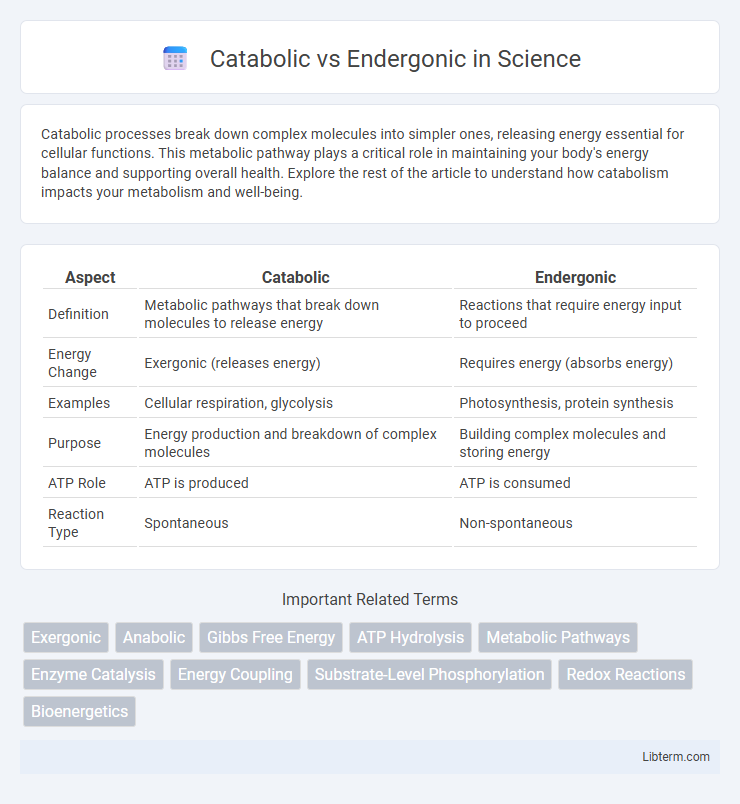 Endergonic vs Catabolic in Science - What is The Difference?