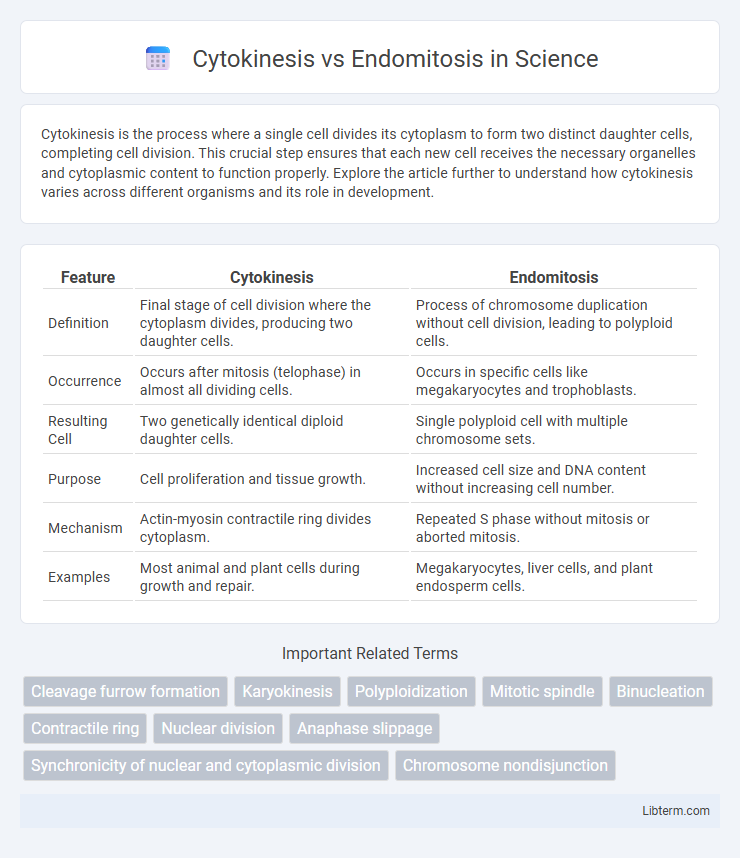 Endomitosis vs Cytokinesis in Science - What is The Difference?