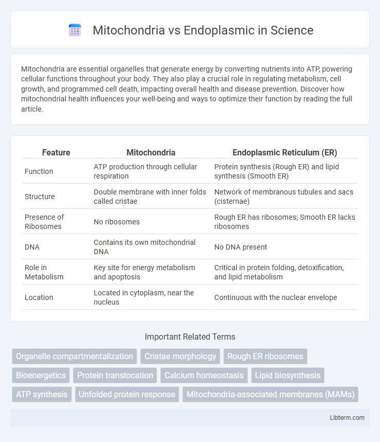 Endoplasmic vs Mitochondria in Science - What is The Difference?