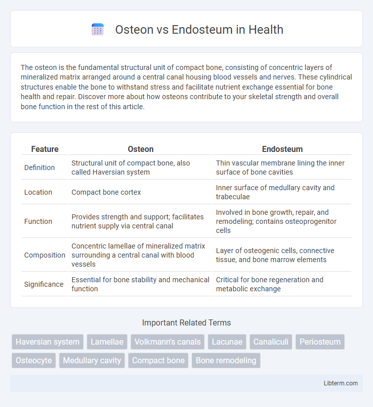 Endosteum vs Osteon in Health - What is The Difference?