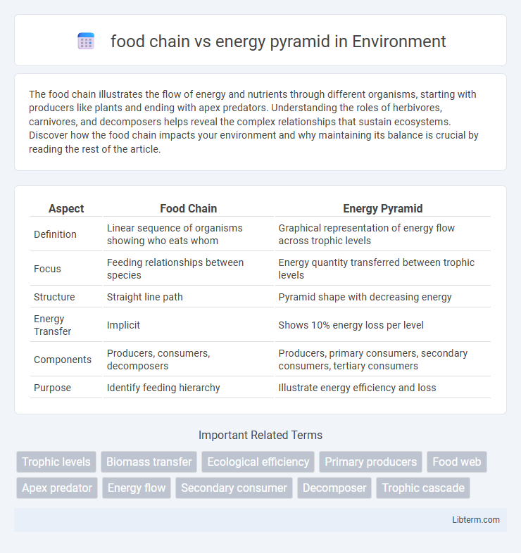 energy pyramid vs food chain in Environment - What is The Difference?