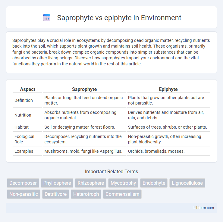 epiphyte vs Saprophyte in Environment - What is The Difference?