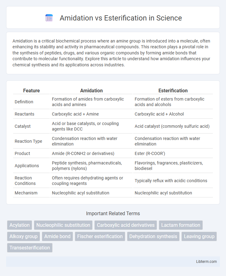 Esterification vs Amidation in Science - What is The Difference?