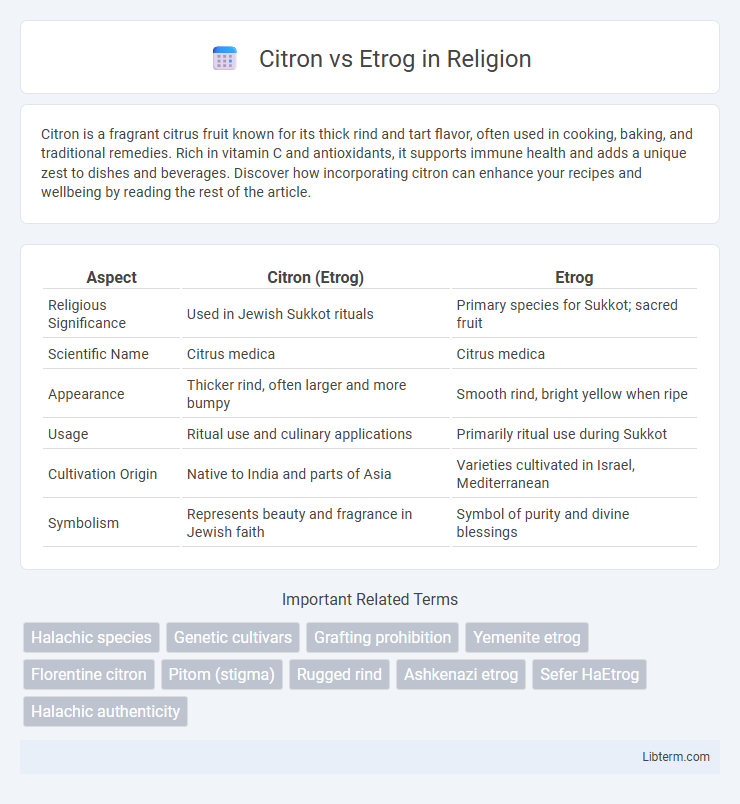Etrog vs Citron in Religion - What is The Difference?