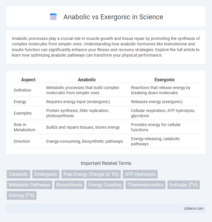 Exergonic vs Anabolic in Science - What is The Difference?