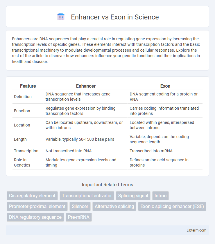 Exon vs Enhancer in Science - What is The Difference?