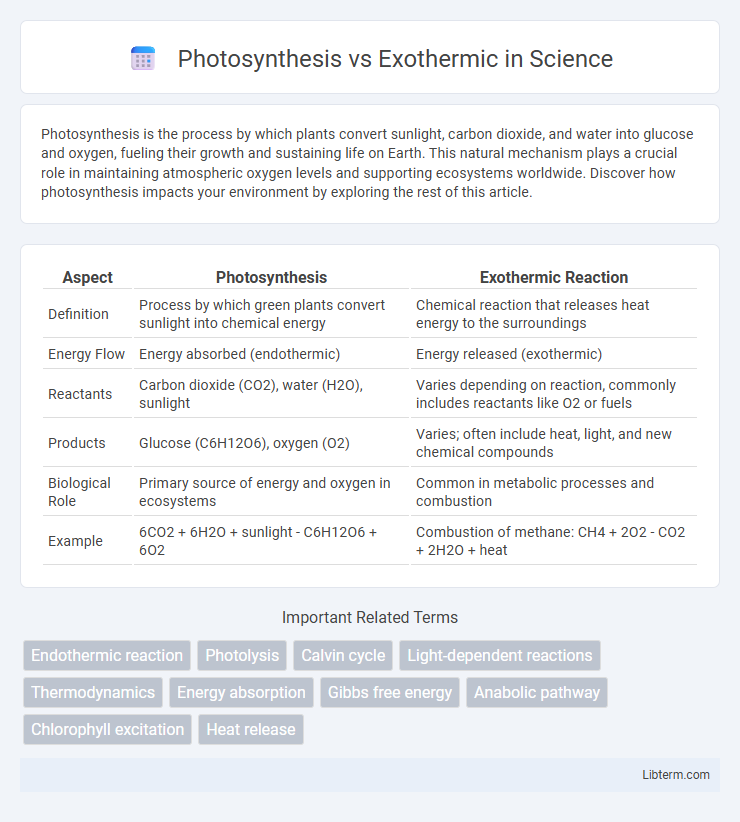 Exothermic vs Photosynthesis in Science - What is The Difference?