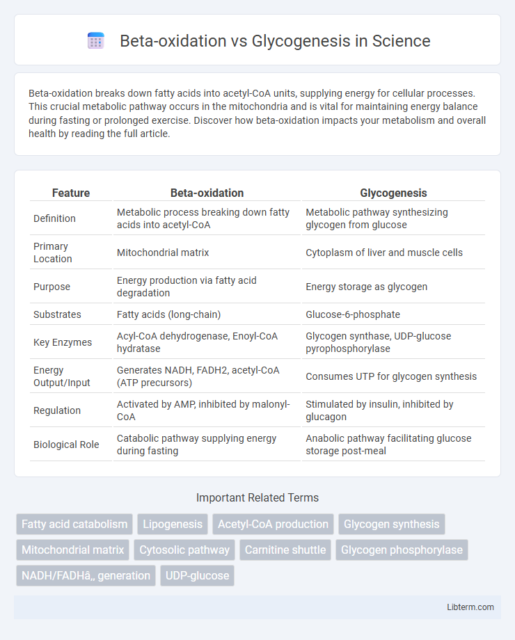 Glycogenesis vs Beta-oxidation in Science - What is The Difference?