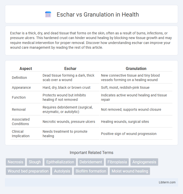 Granulation vs Eschar in Health - What is The Difference?