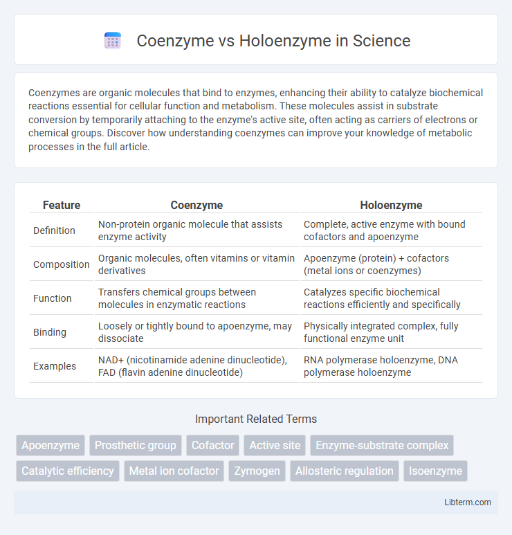 Holoenzyme vs Coenzyme in Science - What is The Difference?