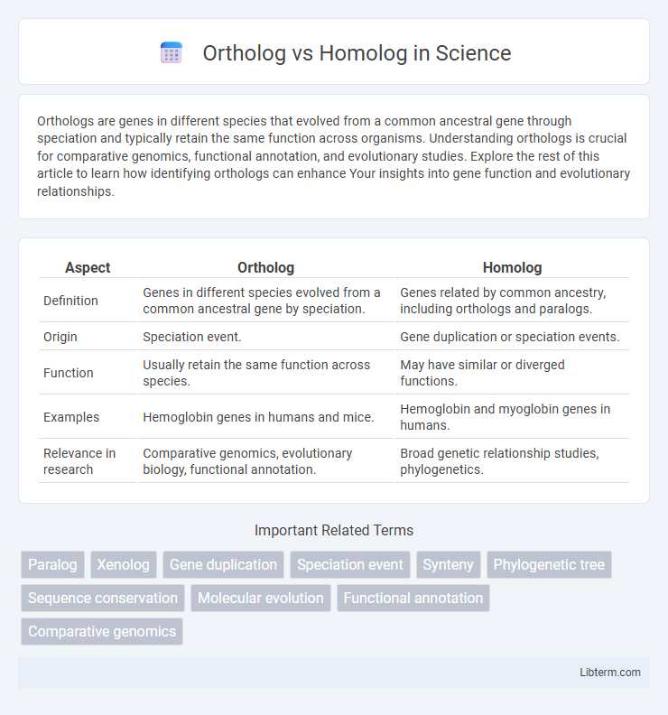 Homolog vs Ortholog in Science - What is The Difference?