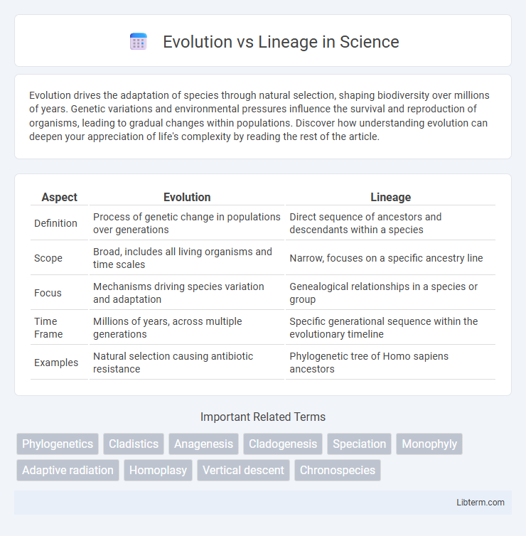 Lineage vs Evolution in Science - What is The Difference?