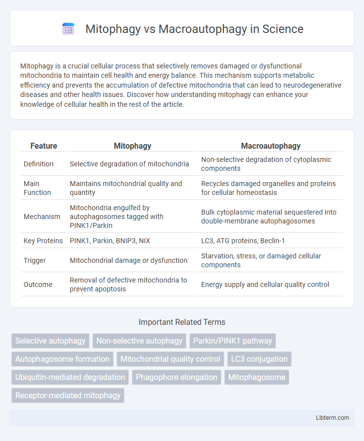 Macroautophagy vs Mitophagy in Science - What is The Difference?