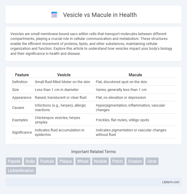 Macule vs Vesicle in Health - What is The Difference?