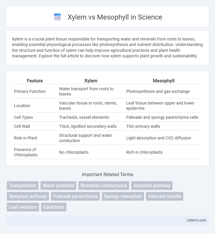 Mesophyll vs Xylem in Science - What is The Difference?