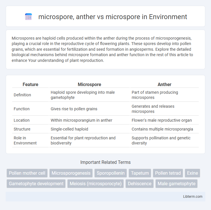 microspore vs microspore, anther in Environment - What is The Difference?