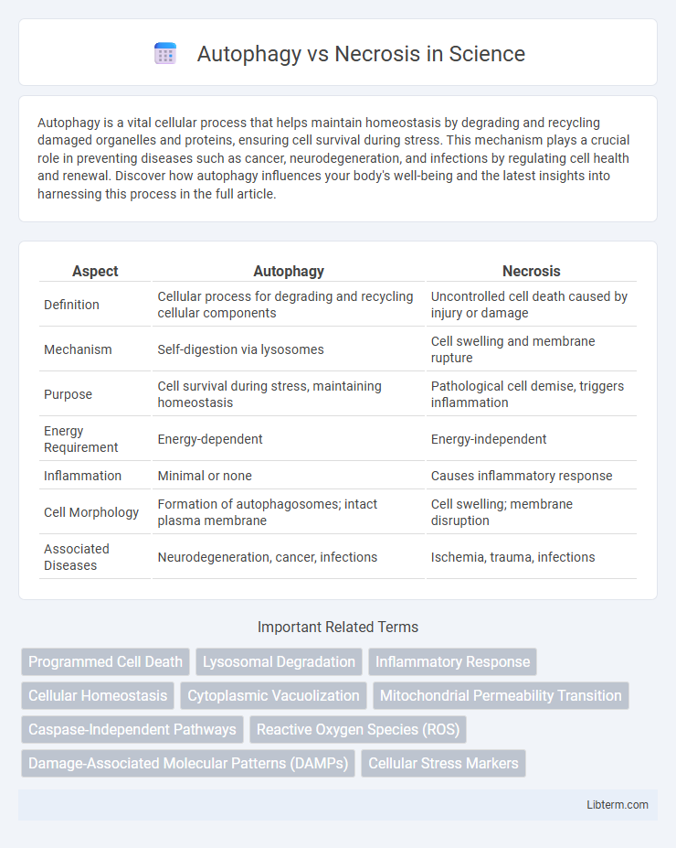 Necrosis vs Autophagy in Science - What is The Difference?