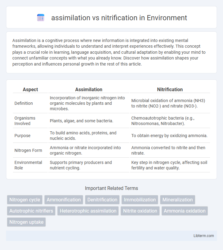 nitrification vs assimilation in Environment - What is The Difference?