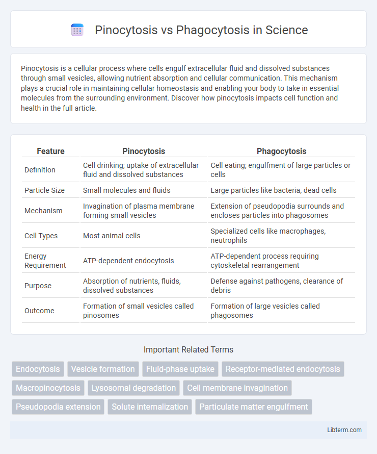 Phagocytosis vs Pinocytosis in Science - What is The Difference?