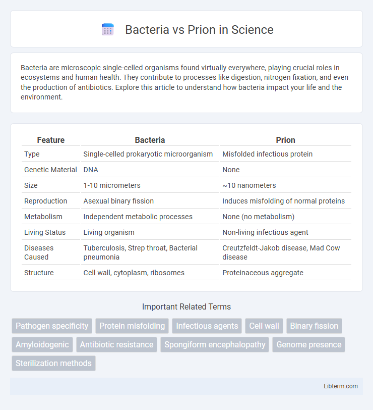 Prion vs Bacteria in Science - What is The Difference?
