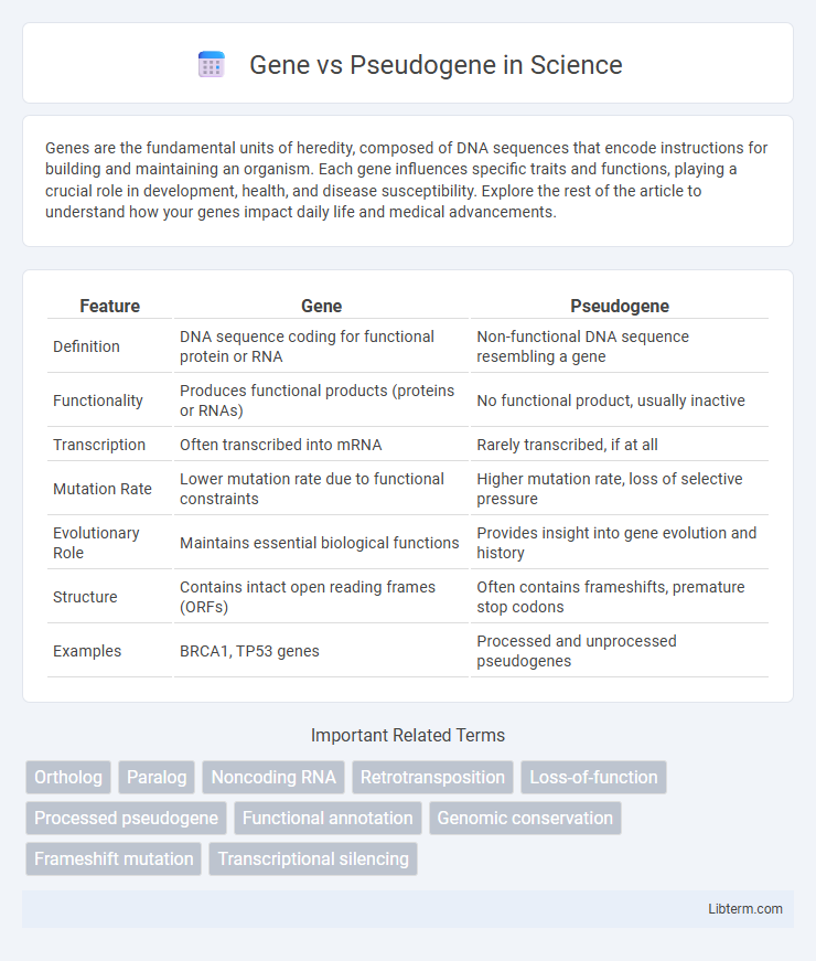 Pseudogene vs Gene in Science - What is The Difference?