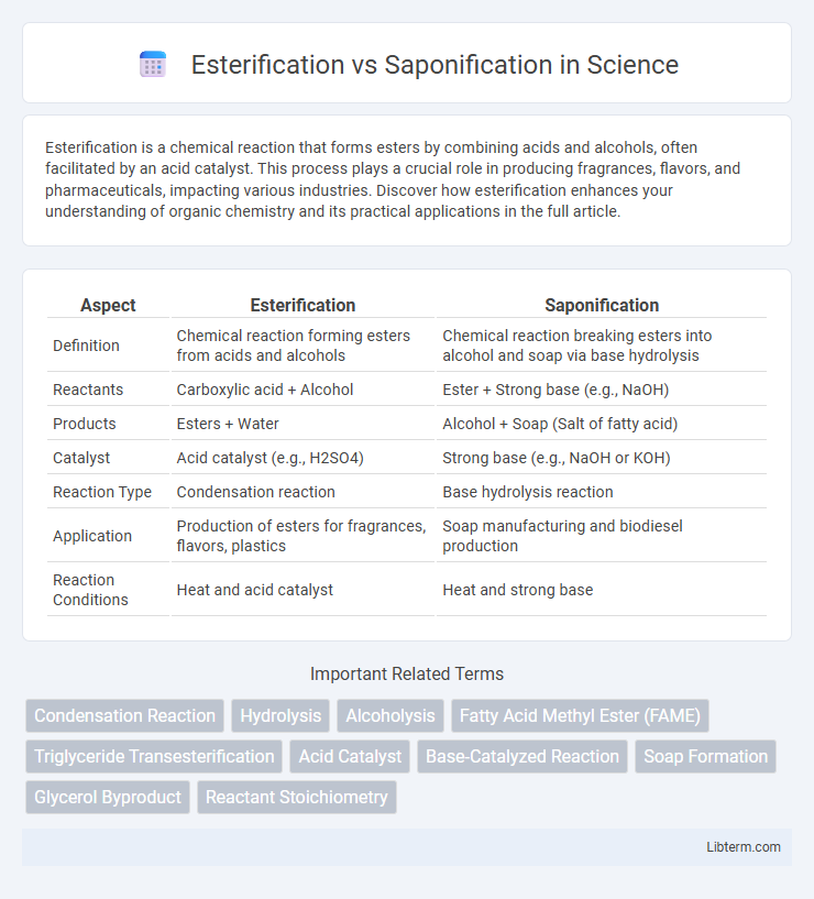 Saponification vs Esterification in Science - What is The Difference?