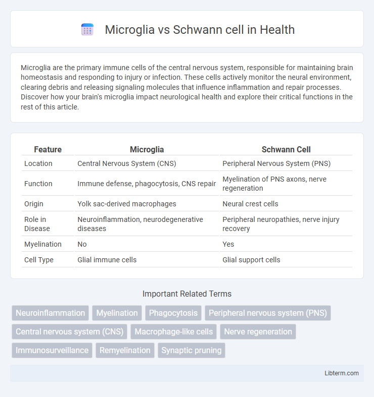 Schwann cell vs Microglia in Health - What is The Difference?