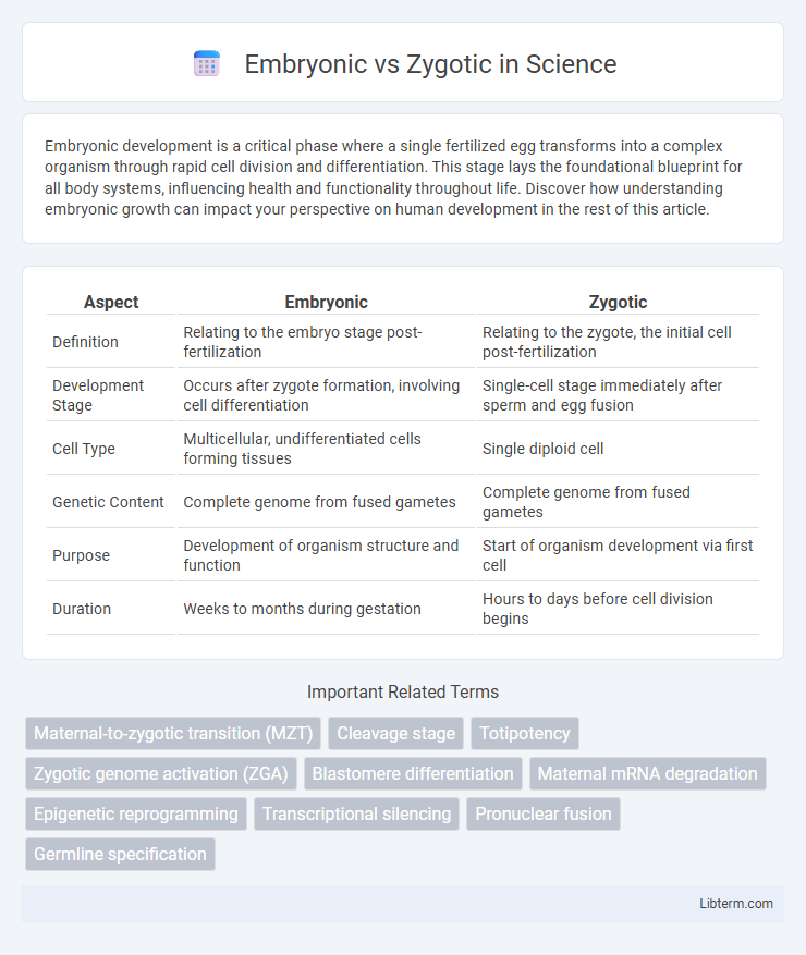Zygotic vs Embryonic in Science - What is The Difference?