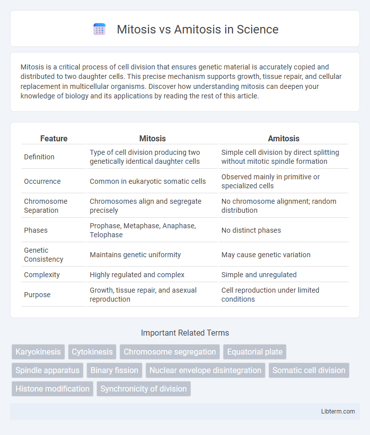 Amitosis vs Mitosis in Science - What is The Difference?