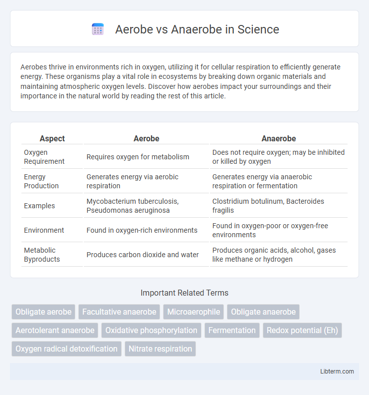 Anaerobe vs Aerobe in Science - What is The Difference?