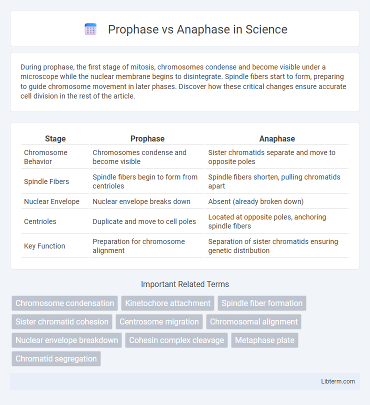 Anaphase vs Prophase in Science - What is The Difference?