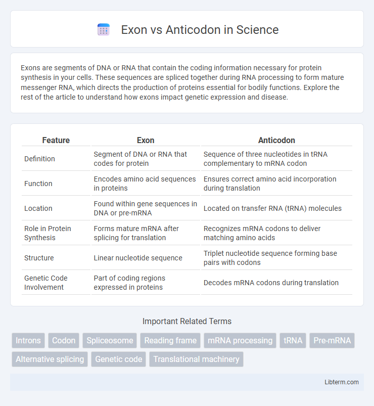Anticodon vs Exon in Science - What is The Difference?