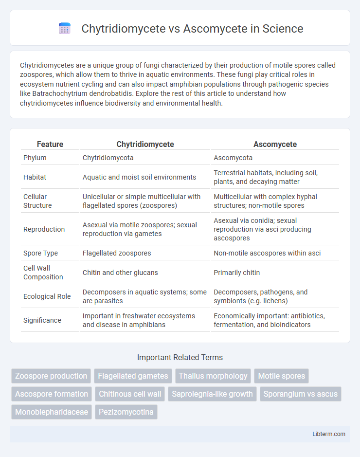 Ascomycete vs Chytridiomycete in Science - What is The Difference?